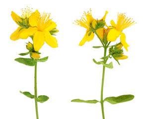 saint john's wort or Hypericum flowers isolated on white background