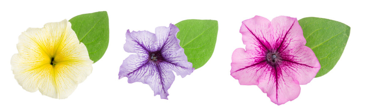 pink flower of petunia with green leaves isolated on white background