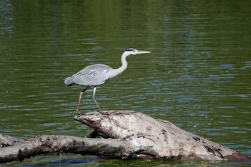 Grey heron on a tree trunk