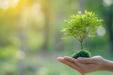 Naklejka na ściany i meble Hand holding tree on blur green nature background. Green environment earth day concept.