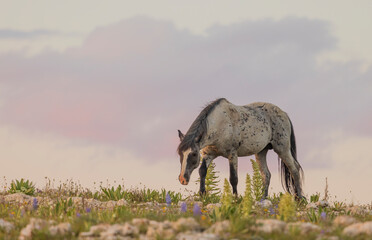 Wild Horse in the Pryor Mountains Montana in Summer