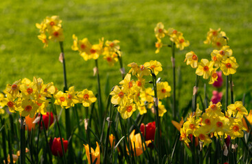 Yellow nacrissus and  tulips  flowers on the green grass