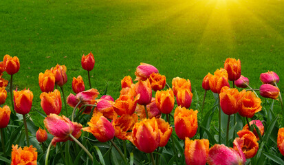 Tulips in the park in the sunlight
