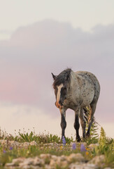 Wild Horse in the Pryor Mountains Montana in Summer