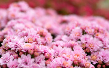 Floral background of colorful flowers