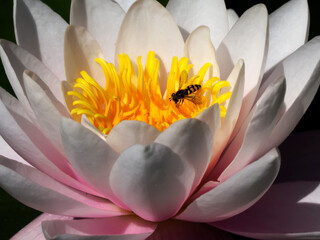 Macro photo of acuatic plant, waterlily with a tiny bee pollinator. 