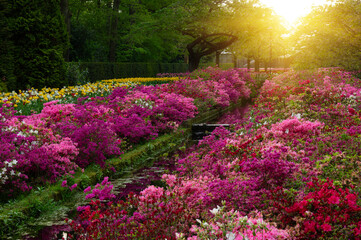Obraz premium Flowers in the park in spring