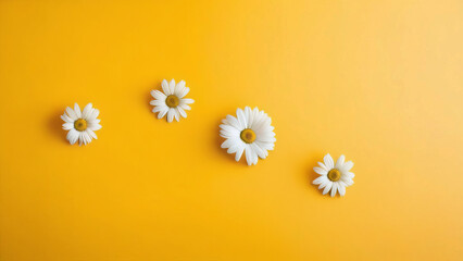 Obraz premium Garden chamomile flowers on yellow background. Top view with copy space