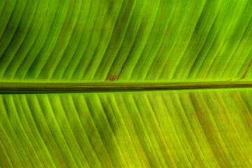 Сlose up green leaf texture