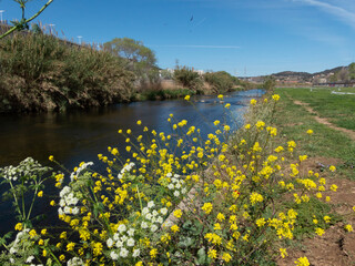 River landscape with small yellow flowers