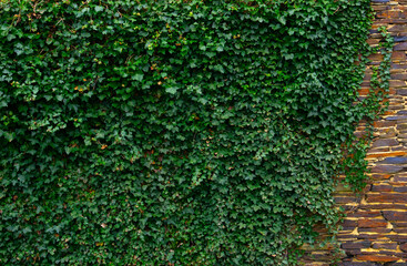 Fototapeta na wymiar Ivy brick wall texture