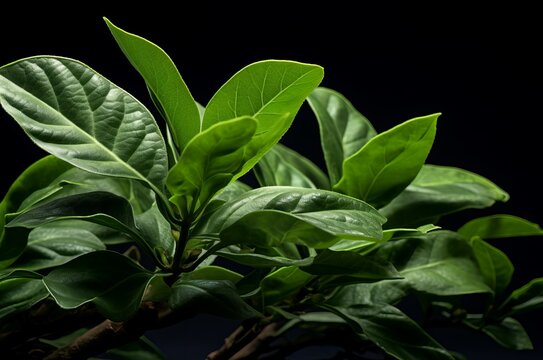 Mate leaf health natural plant. Generate Ai