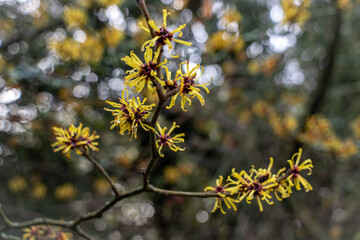Close up of a hamamelis mollis witch hazel shrub in bloom in a winter garden
