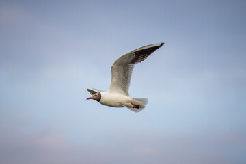 Black-headed gull (Chroicocephalus ridibundus) flights in the blue sky. Small gull with chocolate-brown head and pale grey body. Close-up portrait of gull with details.