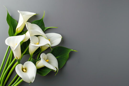 Photo of an elegant calla lily with a solid white background. Bouquet of calla lily lilies flower plant with leaves gray background.