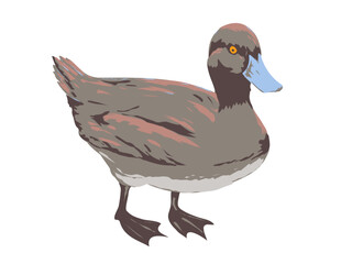 Art Deco or WPA poster of a blue billed duck or Oxyura australis viewed from side on isolated white background done in works project administration style.
