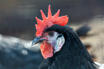 White-Faced Black Spanish Chicken (Gallus gallus domesticus)
