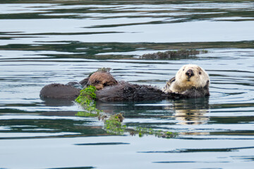 Sea Otter and pup floating in Monterey Bay, California. 
