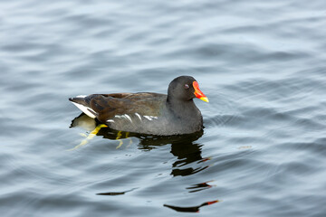 Moorhen (Gallinula chloropus)
