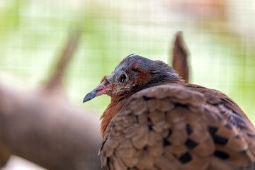 Ruddy Ground Dove (Columbina talpacoti) in Trinidad and Tobago