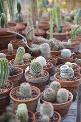 Cactus en pots dans la serre
