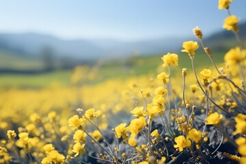 Obraz premium Yellow flowers under a clear blue sky full of warm spring energy