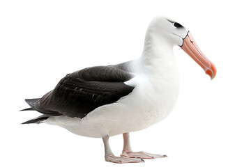 Albatross on Transparent Background - Powered by Adobe