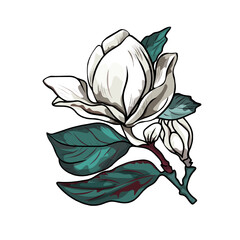 Magnolia branch vector. Flowering magnolia isolated on a white background as a blank for designers