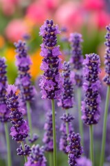 A patch of fragrant lavender, attracting bees and adding a soothing scent