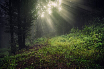 sun rays in green forest, fantasy landscape