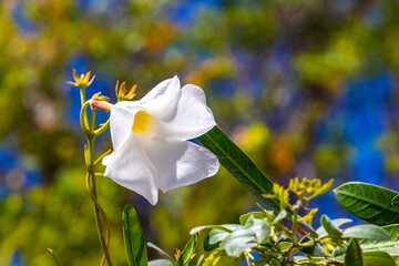 White yellow flowers and plants tropical Caribbean jungle nature Mexico.