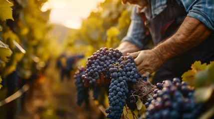 Fototapete Rund A vineyard worker harvesting grapes on a sunny day, showcasing the beauty of winemaking © olegganko