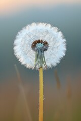 A solitary dandelion seed head ready to disperse its fluffy parachutes