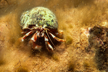 Hermit crab underwater in the St-Lawrence River