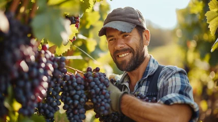 Fototapeten A vineyard worker harvesting grapes on a sunny day, showcasing the beauty of winemaking © olegganko