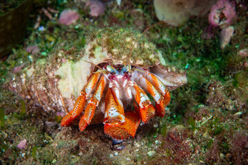 Hermit crab underwater in the St-Lawrence River