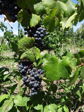 bunch of grapes