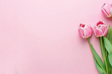 three pink tulips, top view