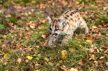 Cougar Kitten (Puma concolor) Stalks Left Across Grass and Leaves Autumn - 730305561