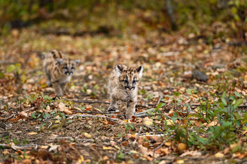 Cougar Kittens (Puma concolor) Run Down Forest Trail Autumn - 730305573