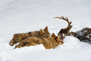 Coyotes (Canis latrans) Walk Up on Body of White-Tail Deer Winter