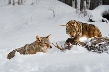 Coyote (Canis latrans) Sniffs at Body of Deer Packmate to Left Winter - 730305935