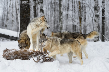 Grey Wolf (Canis lupus) Watches as Rest of Pack Comes to Investigate Deer Body Winter