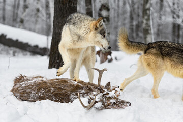 Grey Wolf (Canis lupus) Watches Packmate Walk Away From Deer Body Winter