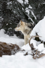 Grey Wolf (Canis lupus) Looks Left Behind Body of White-Tail Deer Winter - 730305987