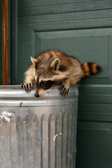 Raccoon (Procyon lotor) Perched on Top of Garbage Can - 730306131