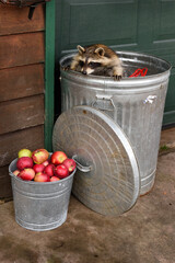 Raccoon (Procyon lotor) Looks Over Edge of Can at Bucket of Apples - 730306141