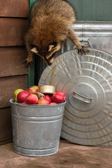 Raccoon (Procyon lotor) Crawls Down Side of Garbage Can to Apples in Bucket - 730306180