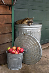 Raccoon (Procyon lotor) One Paw on Edge of Garbage Can - 730306184