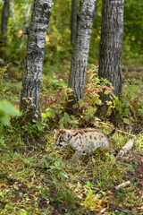 Cougar Kitten (Puma concolor) Walks Past Tree Trunks Autumn - 730306317